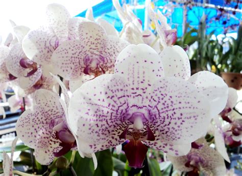 4 da Love of Orchids: Phalaenopsis hybrids