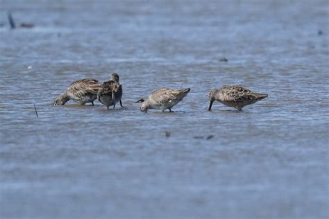 What are these shorebirds? - Help Me Identify a North American Bird ...