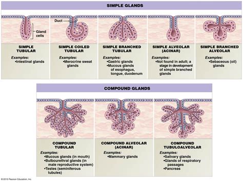 A structural classification of exocrine glands. | Exocrine gland, Human ...