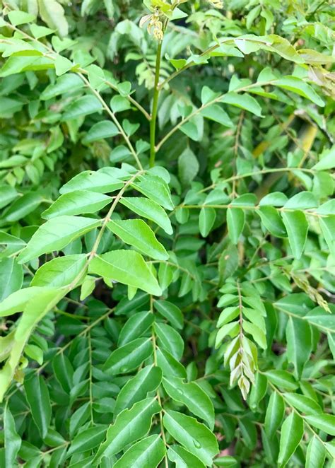 Murraya Koengii (Curry Leaf Tree) 140mm Pot - Dawsons Garden World