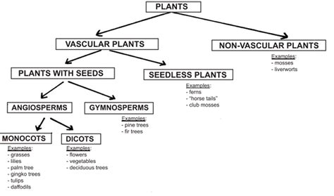 Classifications of flowering and non flowering plants