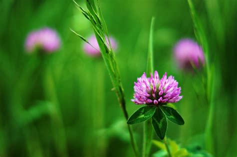 Alsike Clover: Identification, Edibility & Uses | ForagingGuru