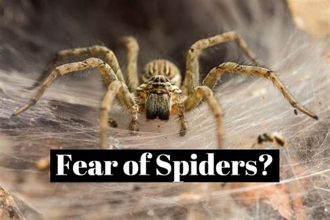 How to overcome the fear of spiders