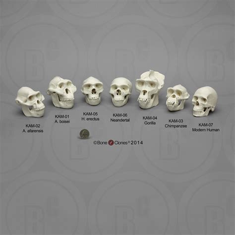 Set of 7 Primate Skulls, Half Scale - Bone Clones - Osteological ...