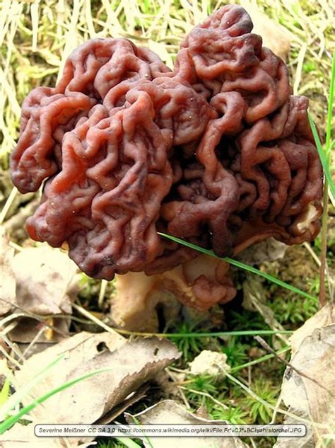 The Potentially Dangerous False Morel Mushroom - Virily