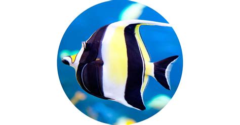 Coral Reef Fish | Tropical Fish Species | DK Find Out