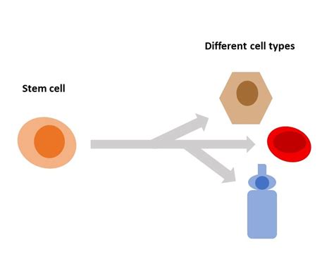 Stem Cell Therapy & Clinical Trials to treat Vision Loss - Fighting ...