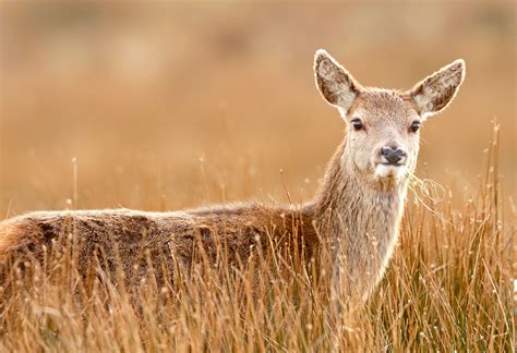 Scottish Wildlife Series — Wildlife FAQs