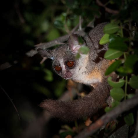 Galago | Sean Crane Photography