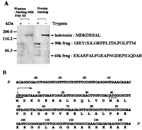 Amino acid sequence analysis of the N-terminal region of DNT. (A) DNT ...