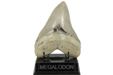 Megalodon Teeth For Sale - FossilEra.com