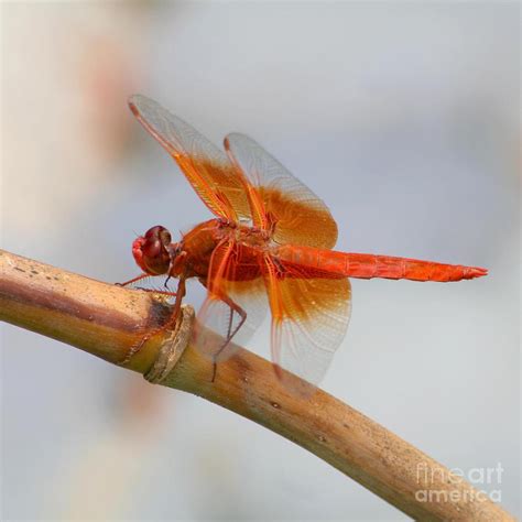 Orange Dragonfly Photograph by Bob and Jan Shriner