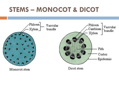 Cross Section Of Dicot Stem Labeled