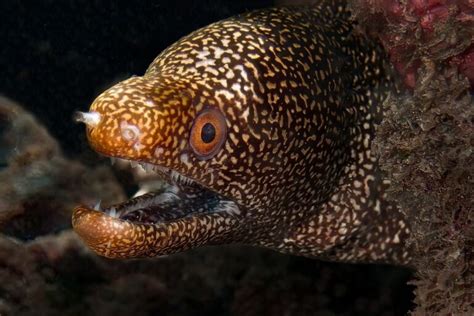 Moray Eel Size and Tank Size for Saltwater Eel Species