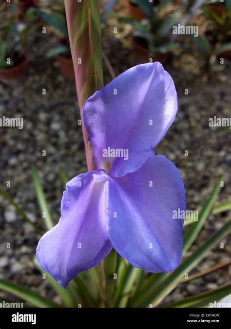 Tillandsia (Tillandsia lindenii), blooming Stock Photo - Alamy