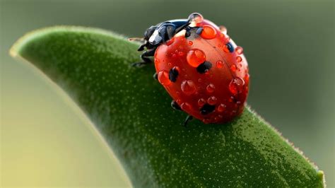 Fond d'écran : la nature, rouge, la photographie, Macro, insecte, vert ...