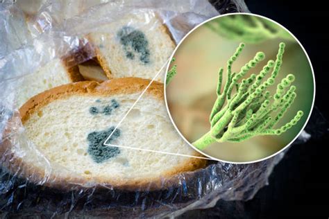 Penicillium Mold: Species, Allergy Effects & Treatment