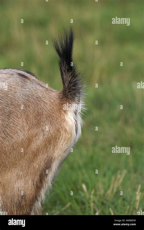 Tail of a goat Stock Photo - Alamy