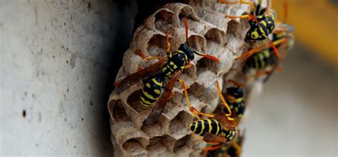 Effective Wasp Nest Removal. Top Tips from the Experts.