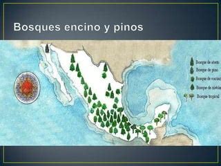 Bosques de pinos y encinos | PPT