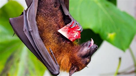 What Do Fruit Bats Eat? Wow, That's Delicious!