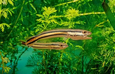 Giant Snakehead 101: Care, Diet, Tank Size, Tank Mates & More ...