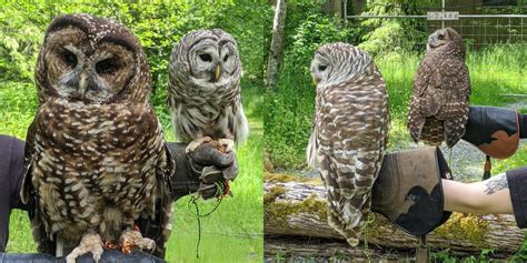 Identification | Northern Spotted Owl Breeding Program