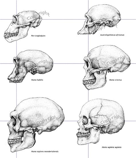 Hominid skulls