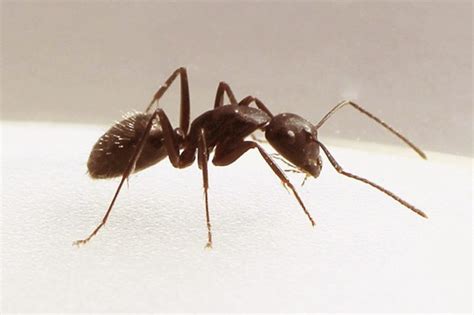 Pavement Ants - Identification, Pictures, Habitat, Removal