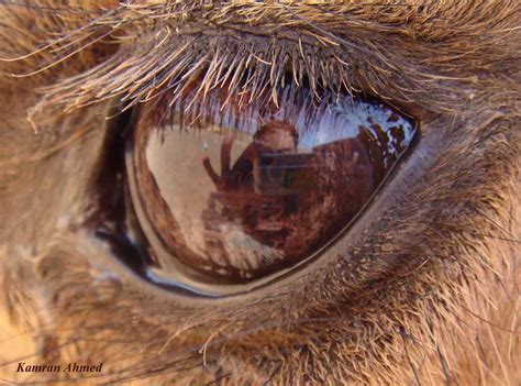 Camel Eye | Camel looking into my camera i took her shot. an… | Flickr