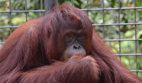 Kejora Gets A New Start - Orangutan Outreach