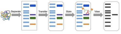 Antibodies 101: The Basics of Western Blotting