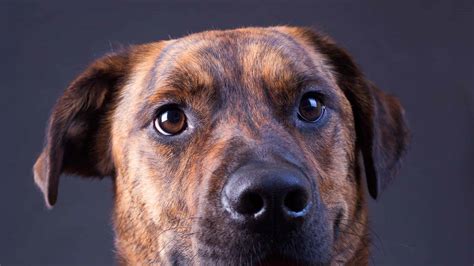 Plott Hound Mix - A-Z Animals