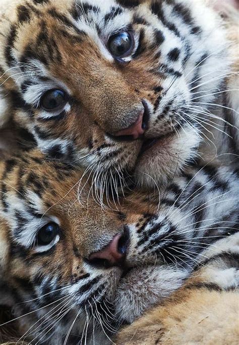 61 best images about orange tiger cubs on Pinterest