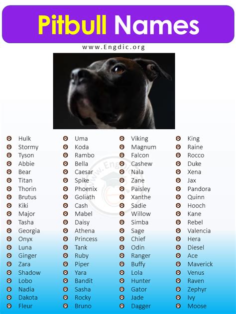 500+ Best Unique Pitbull Names (Male, Female) - EngDic