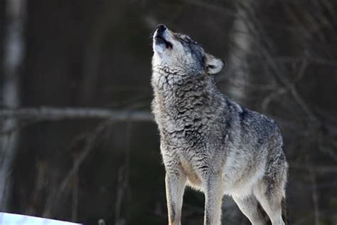 Grey Wolf Howling In Snow