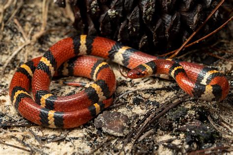 Scarlet Kingsnake – Reptiles and Amphibians of Mississippi