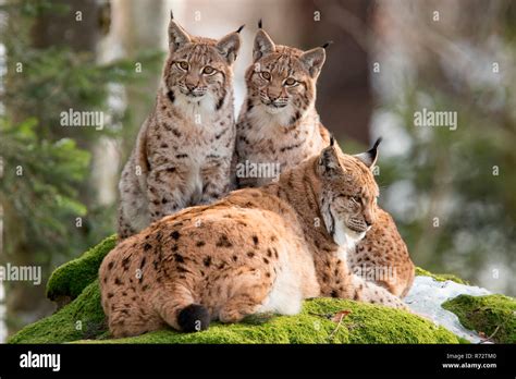 Eurasian lynx lynx lynx group hi-res stock photography and images - Alamy