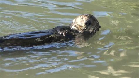 Sea Otter Using A Rock To Open Clams