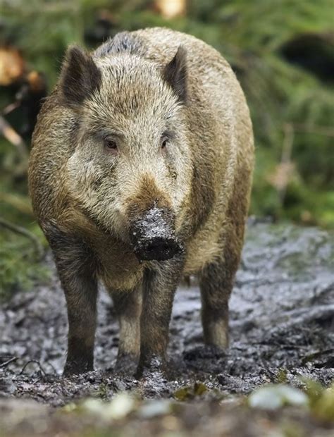 Wild boar | Britannica