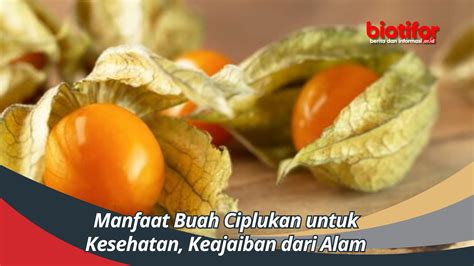 Manfaat Buah Ciplukan untuk Kesehatan, Keajaiban dari Alam