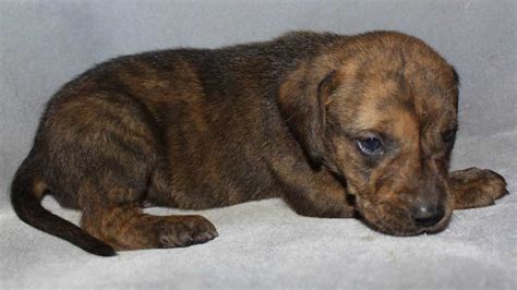 plott hound puppy weight - Keren Rivers