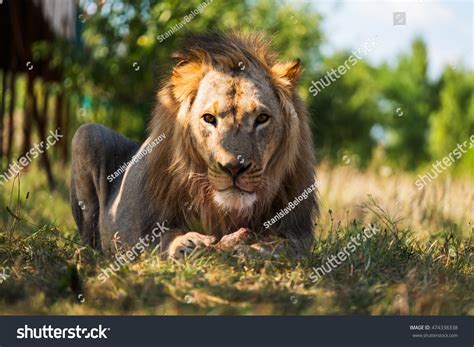 Lion Eating Meat Stock Photo 474338338 - Shutterstock