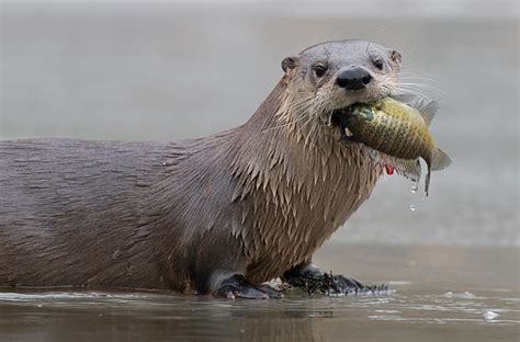 Animal You: Giant Otter