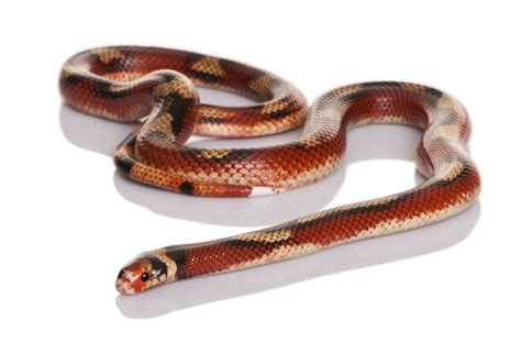 20 Types of Milk Snakes That Make Great Pets (with Pictures) | Pet Keen