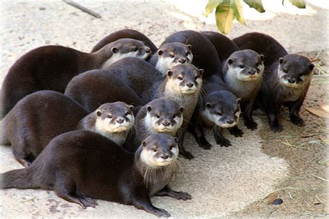 States Where Pet Otters Are Legal