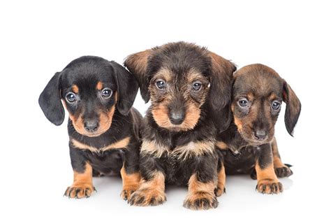 Dachshund: Terrier Or Hound? Unveiling The True Canine Identity