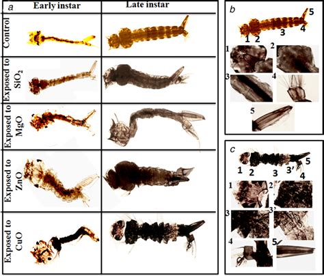 Bright field images (4× magnification) of early and late instar stages ...