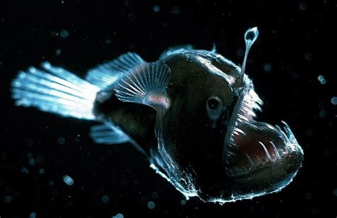 15 Of The Freakiest Deep-Sea Creatures