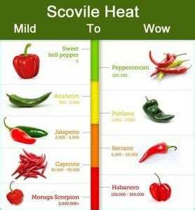 How to Grow Serrano Chili Pepper - Growing Chillies